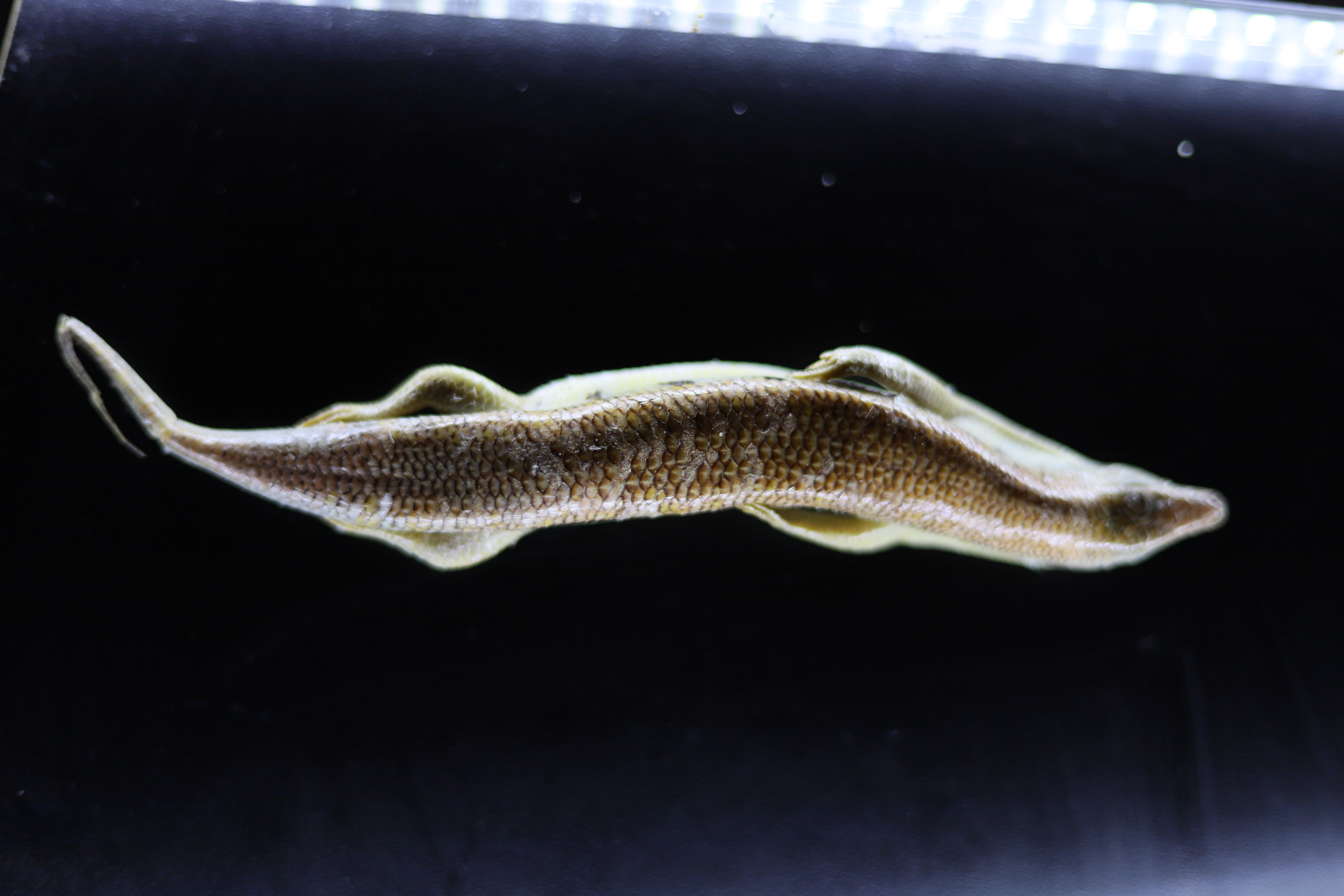 ماهی سقنقور